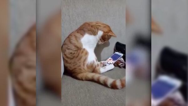 Реакция кота на видео с умершим хозяином - Sputnik Таджикистан