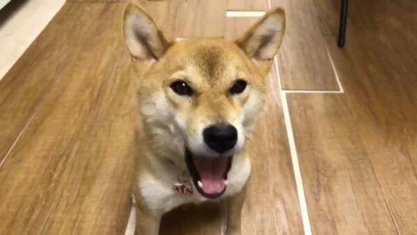 Говорящий по-японски пес восхитил пользователей Сети‍ - Sputnik Таджикистан
