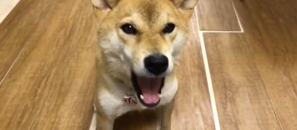 Говорящий по-японски пес восхитил пользователей Сети‍ - Sputnik Таджикистан