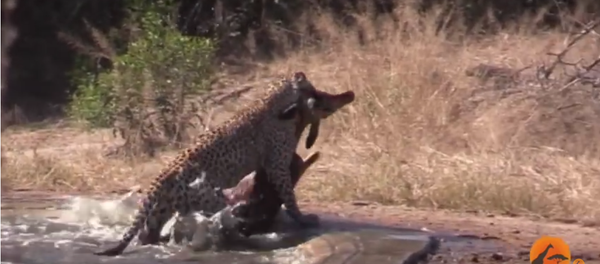 Гиена случайно спасла антилопу, отбив её у леопарда Гиена случайно спасла антилопу, отбив её у леопарда - Sputnik Таджикистан