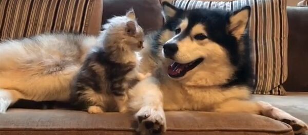 Любовные игры собаки и кошки - Sputnik Таджикистан