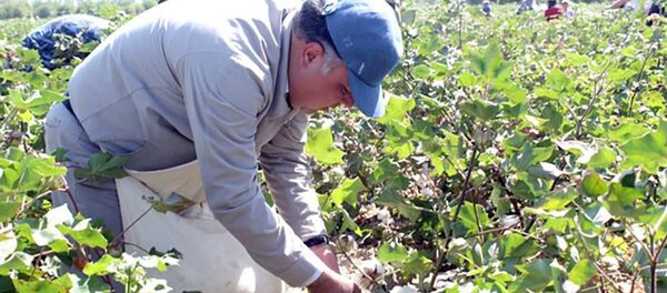 Раджаббой Ахмадзода, председеталь Согда на сборе хлопка - Sputnik Тоҷикистон