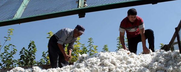 Сбор хлопка в Таджикистане - Sputnik Тоҷикистон