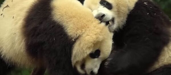 Лучшая работа в мире. Панды. Лучшая работа в мире. Панды. - Sputnik Таджикистан