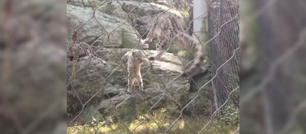 Снежный барс подпрыгнул, испугавшись котенка - Sputnik Таджикистан