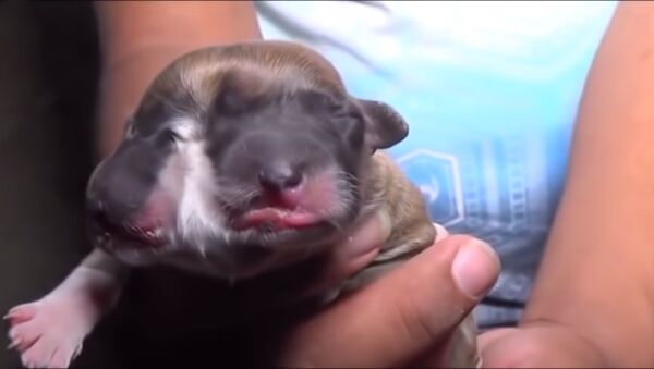 Двуликий щенок с четырьмя глазами родился в Перу - Sputnik Таджикистан