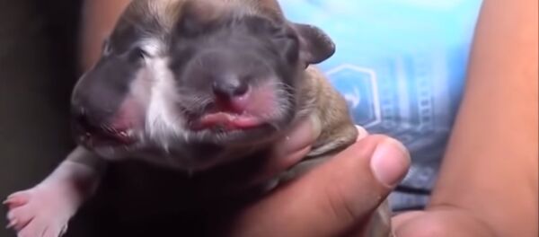 Двуликий щенок с четырьмя глазами родился в Перу - Sputnik Таджикистан