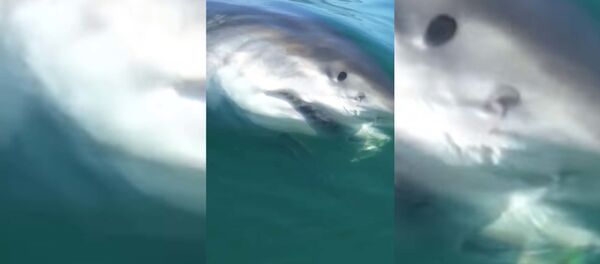 Белая акула украла рыбу у рыбака Белая акула украла рыбу у рыбака - Sputnik Таджикистан
