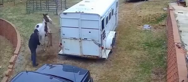 Разъяренный питбуль напал на лошадь - Sputnik Таджикистан