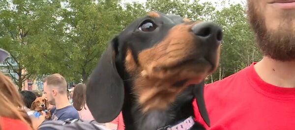 Гонки собак-сосисок в Вашингтоне: как таксы состязались в скорости Гонки собак-сосисок в Вашингтоне: как таксы состязались в скорости - Sputnik Таджикистан