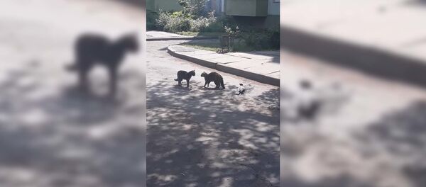 Ворона Ворона - Sputnik Таджикистан