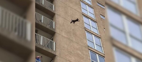 Енот забрался по стене дома - Sputnik Таджикистан