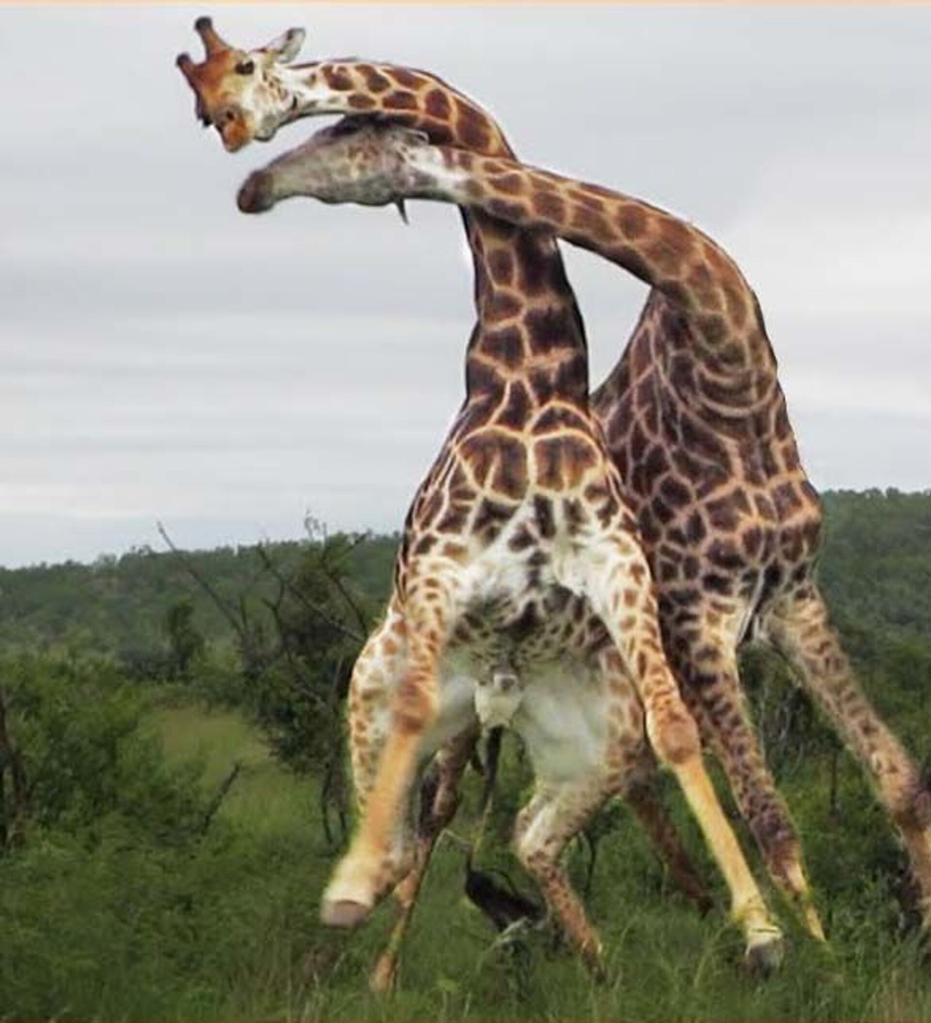 как дерутся жирафы