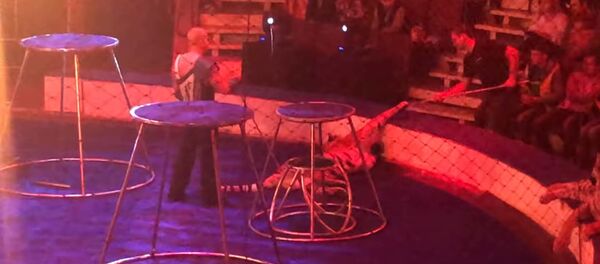 Видео: На выступлении цирка Багдасаровых у тигра случился приступ Видео: На выступлении цирка Багдасаровых у тигра случился приступ - Sputnik Таджикистан