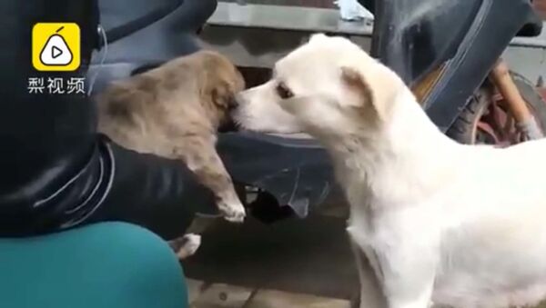 Прощания собаки со своим щенком - видео - Sputnik Таджикистан