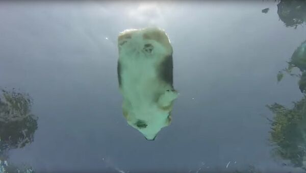 Как пес грациозно плывет по бассейну - видео - Sputnik Таджикистан