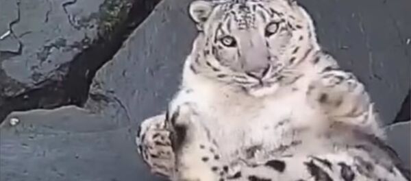 Реакция снежного барса на камеру в вольере - видео - Sputnik Таджикистан