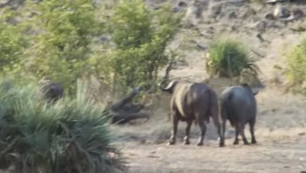 Буйволы отбили слоненка у львов - видео - Sputnik Таджикистан