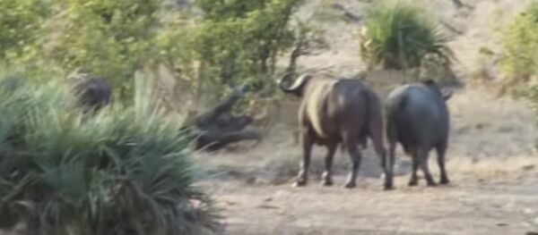 Буйволы отбили слоненка у львов - видео - Sputnik Таджикистан