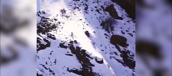 Падение снежных барсов - видео - Sputnik Таджикистан