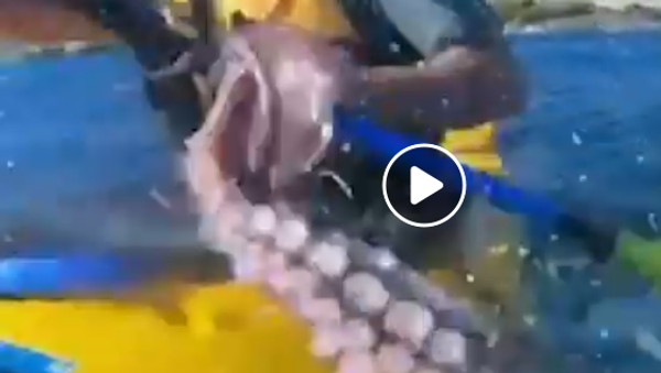 Тюлень ударил мужчину осьминогом - видео - Sputnik Таджикистан