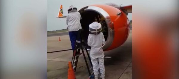 Рой пчел захватил самолет на взлетной полосе в ЮАР - видео - Sputnik Таджикистан