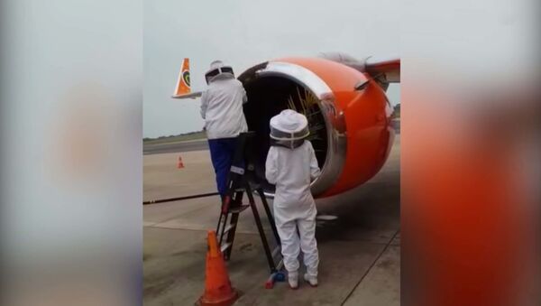 Рой пчел захватил самолет на взлетной полосе в ЮАР - видео - Sputnik Таджикистан