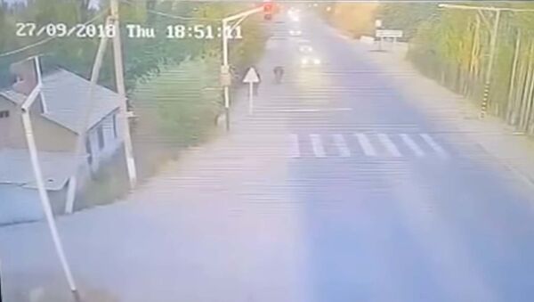 Объезжал корову — на видео попал момент смертельного наезда на ребенка в Оше - Sputnik Таджикистан