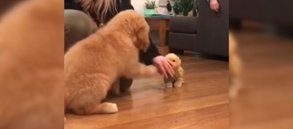 Золотистый ретривер приревновал хозяйку к игрушечному щенку - видео - Sputnik Таджикистан