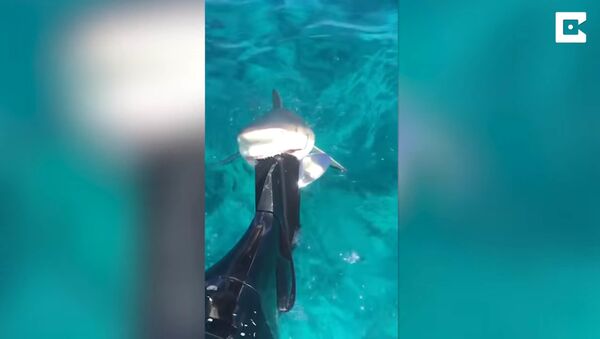 Акула укусила моторную лодку - видео - Sputnik Таджикистан