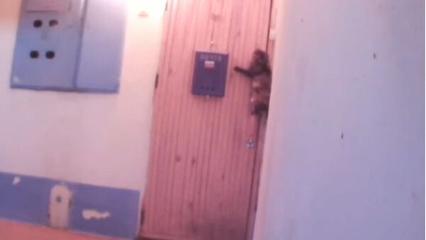 Самостоятельный кот вернулся с прогулки домой и звонит в дверь - видео - Sputnik Таджикистан
