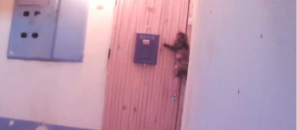 Самостоятельный кот вернулся с прогулки домой и звонит в дверь - видео - Sputnik Таджикистан