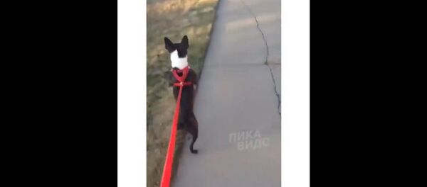 Собачья пародия на Макгрегора - Sputnik Таджикистан