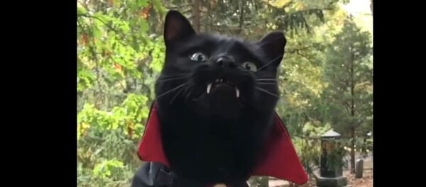 Кот-вампир из Нью-йорка - Sputnik Таджикистан