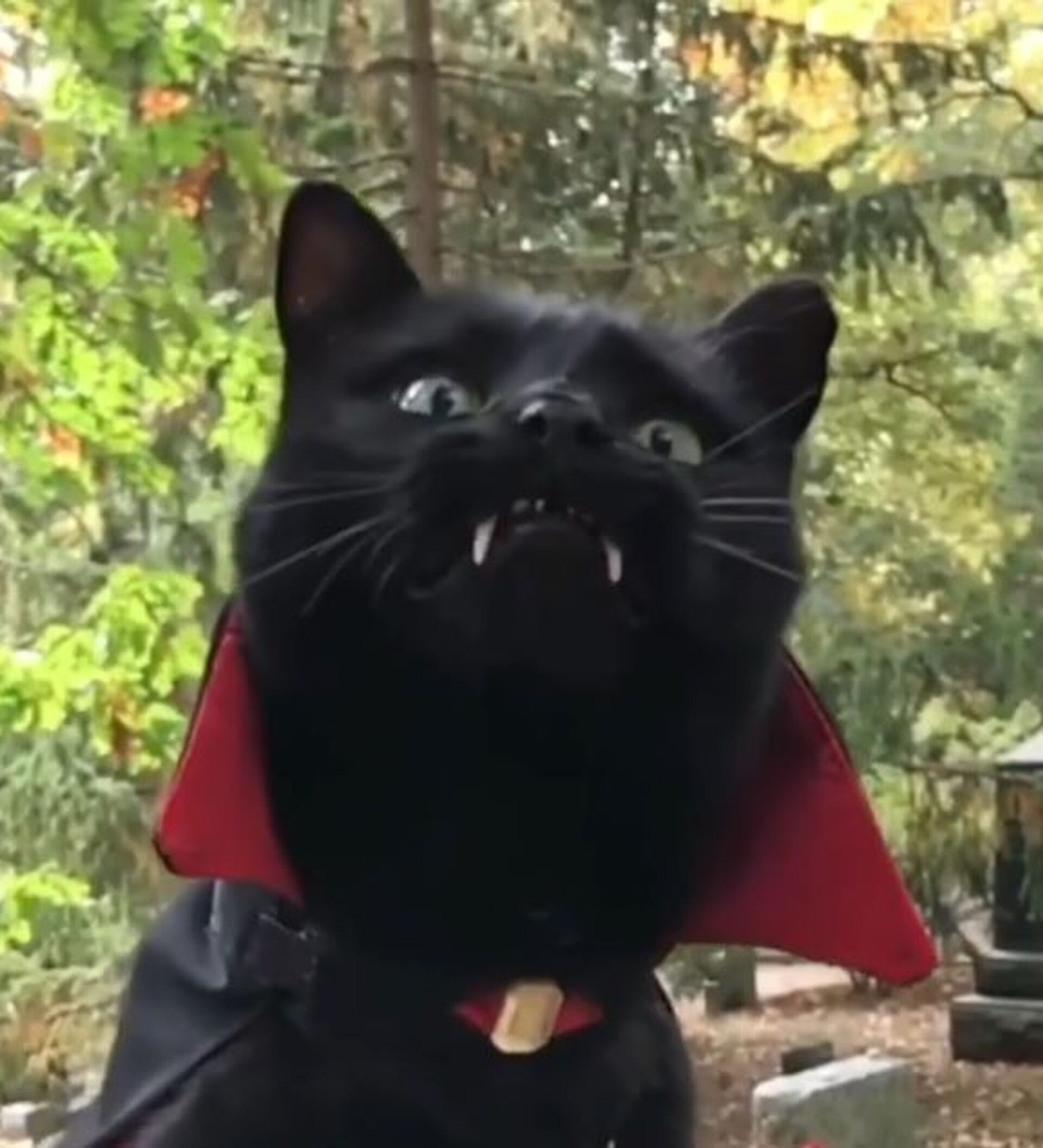 Кот-вампир графа Дракулы стал звездой интернета - удивительное видео -  09.10.2018, Sputnik Таджикистан