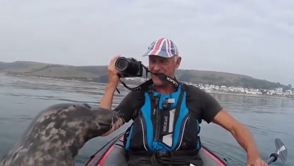 Попытка дружелюбныго тюленя поплавать на байдарке попала на видео - Sputnik Таджикистан