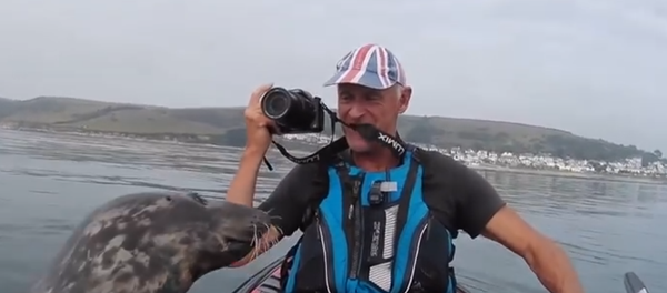 Попытка дружелюбныго тюленя поплавать на байдарке попала на видео Попытка дружелюбныго тюленя поплавать на байдарке попала на видео - Sputnik Таджикистан