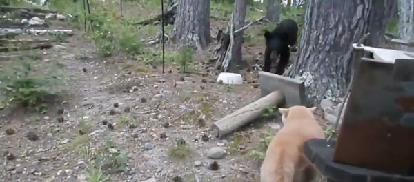 Кот охотится на медведя - Sputnik Таджикистан