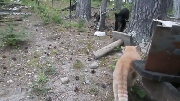 Кот охотится на медведя - Sputnik Таджикистан