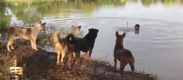 Хозяин разыграл своих собак - Sputnik Таджикистан