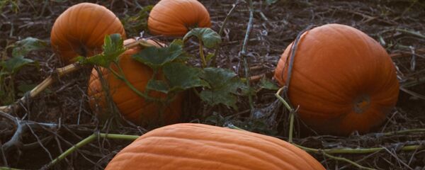 Тыквы на грядке - Sputnik Тоҷикистон