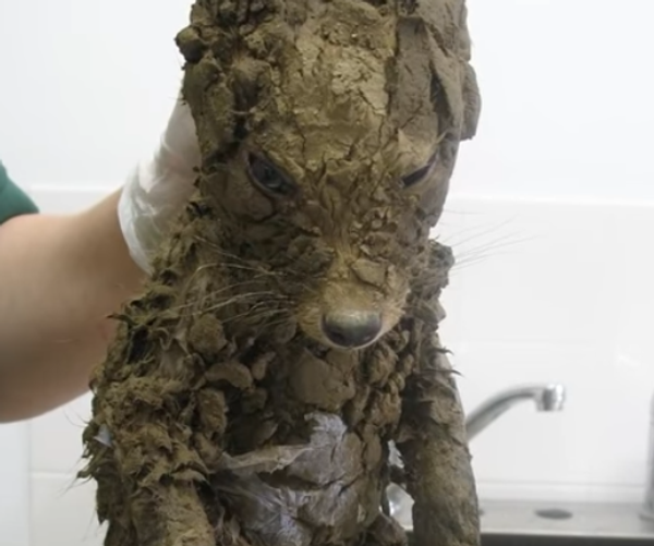  На стройке в Лондоне рабочие нашли попавшего в западню лисенка  - Sputnik Таджикистан