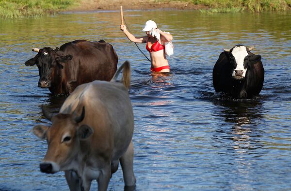 Девушка переводит коров через реку, архивное фото - Sputnik Таджикистан