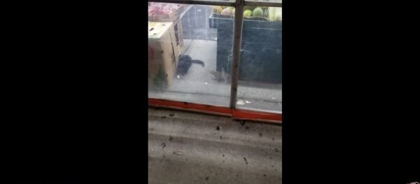 Крыса и кот Крыса и кот - Sputnik Таджикистан