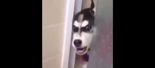 Поющий в душе хаски - Sputnik Таджикистан