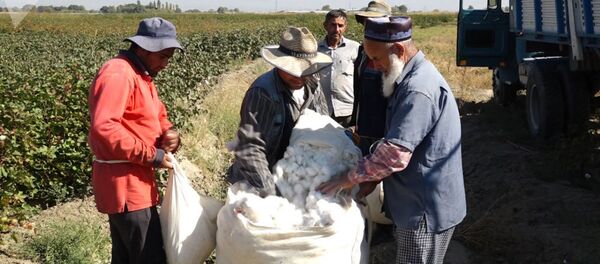 Сбор хлопка в Армении - Sputnik Тоҷикистон