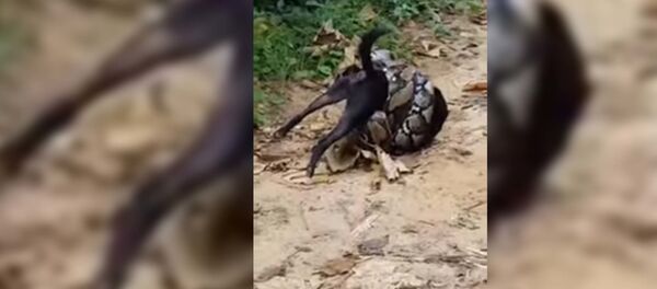 Питон напал на пса и начал душить его на глазах у хозяев  - Sputnik Таджикистан