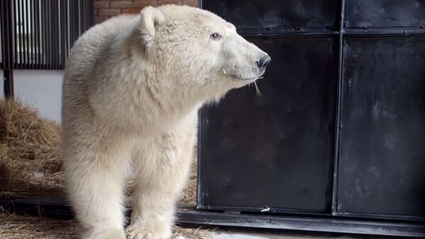 Спасение белого медведя - видео - Sputnik Таджикистан