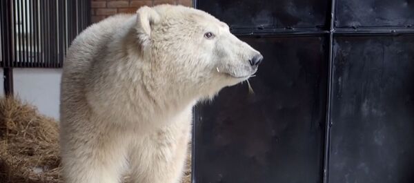 Спасение белого медведя - видео Спасение белого медведя - видео - Sputnik Таджикистан