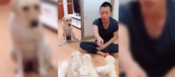 Собака защищает своих щенков - видео - Sputnik Таджикистан